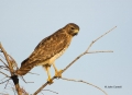 Red-shouldered-Hawk;Hawk;Buteo-lineatus;One;one-animal;avifauna;bird;birds;feath